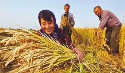水稻收获的时期你真的知道吗？